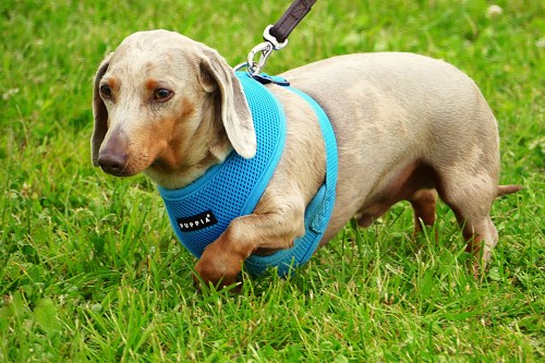 Dachshund walking across grass