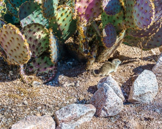 Prairie dog by cacti