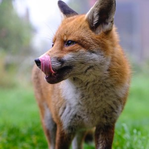 Fox licking its lips