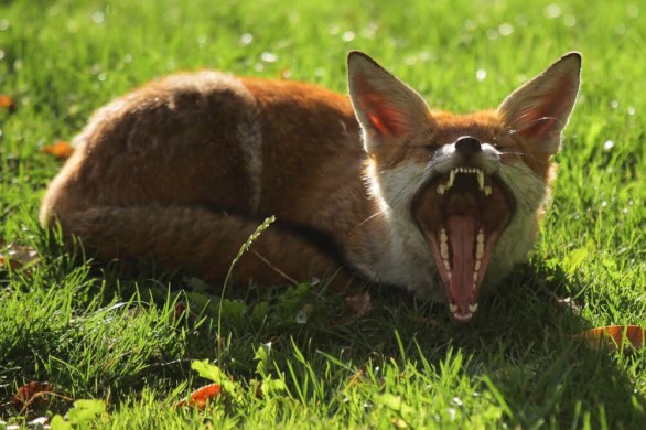 Fox with mouth stretched open