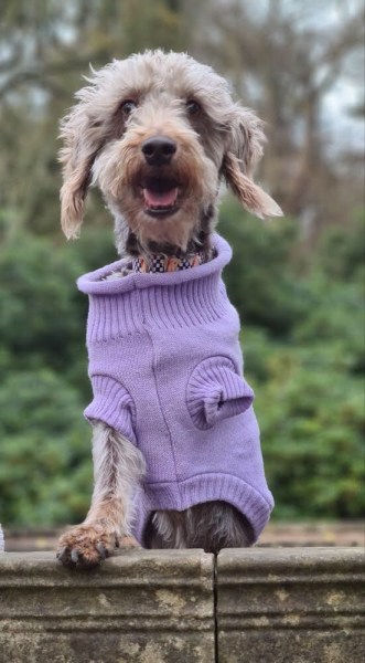 Three legged dog wearing lilac dog jumper