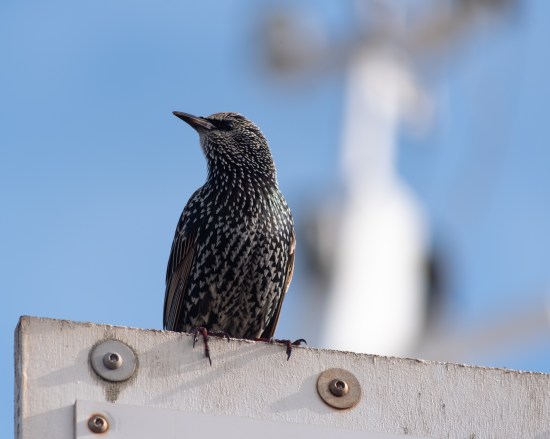 Farne (bird) perched on wooden fence