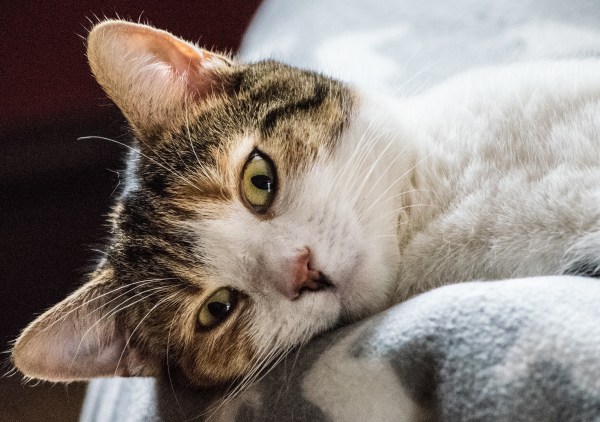 Cat looking into camera