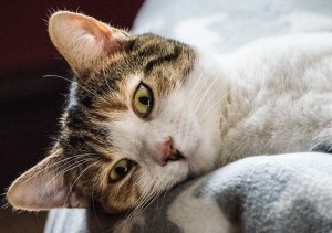 Cat looking into camera